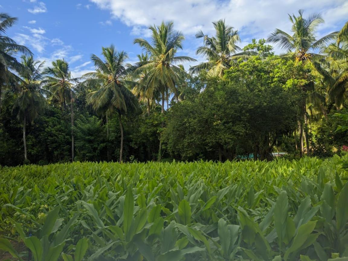 Soba Lanka Holiday Resort Melsiripura Eksteriør bilde