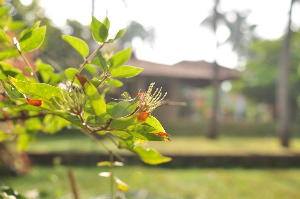 Soba Lanka Holiday Resort Melsiripura Eksteriør bilde
