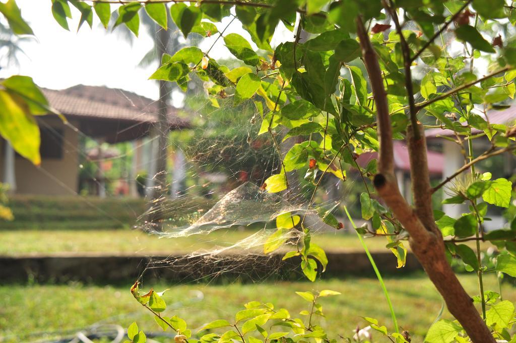 Soba Lanka Holiday Resort Melsiripura Eksteriør bilde