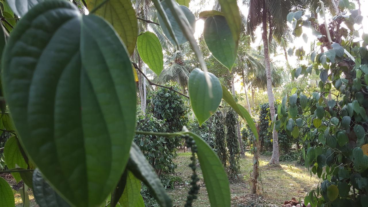 Soba Lanka Holiday Resort Melsiripura Eksteriør bilde